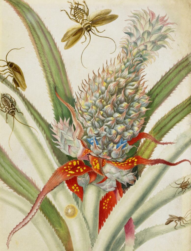 Maria Sibylla Merian (1647–1717). Pineapple and examples of five insects, from an album of 91 drawings entitled 'Merian's Drawings of Surinam Insects &c', Watercolour and bodycolour on vellum,1701–1705, (detail) © The Trustees of the British Museum, released as CC BY-NC-SA 4.0