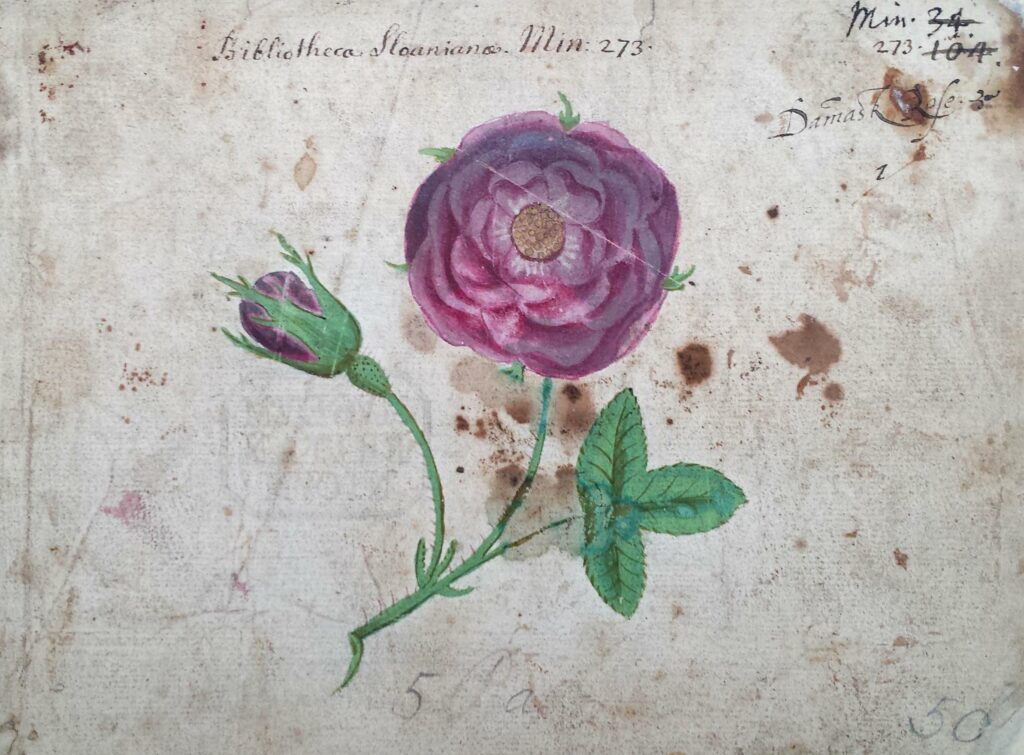 Leaf from a sketchbook now containing 37 leaves of drawings of flowers, plants and birds; crimson Damask rose and bud, attributed to Mrs Ellen Power c. 1650-1670. © The Trustees of the British Museum, released as CC BY-NC-SA 4.0