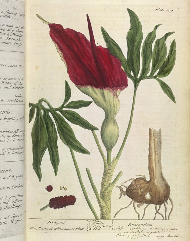 Elizabeth Blackwell (1707–1758). Illustration of the flower, berries, and seeds of a dragon plant, from 'A Curious Herbal', Plate 269. Engraving, 1737–1739. Held at the British Library, London, UK. Original source: 452.f.2. Public Domain. 